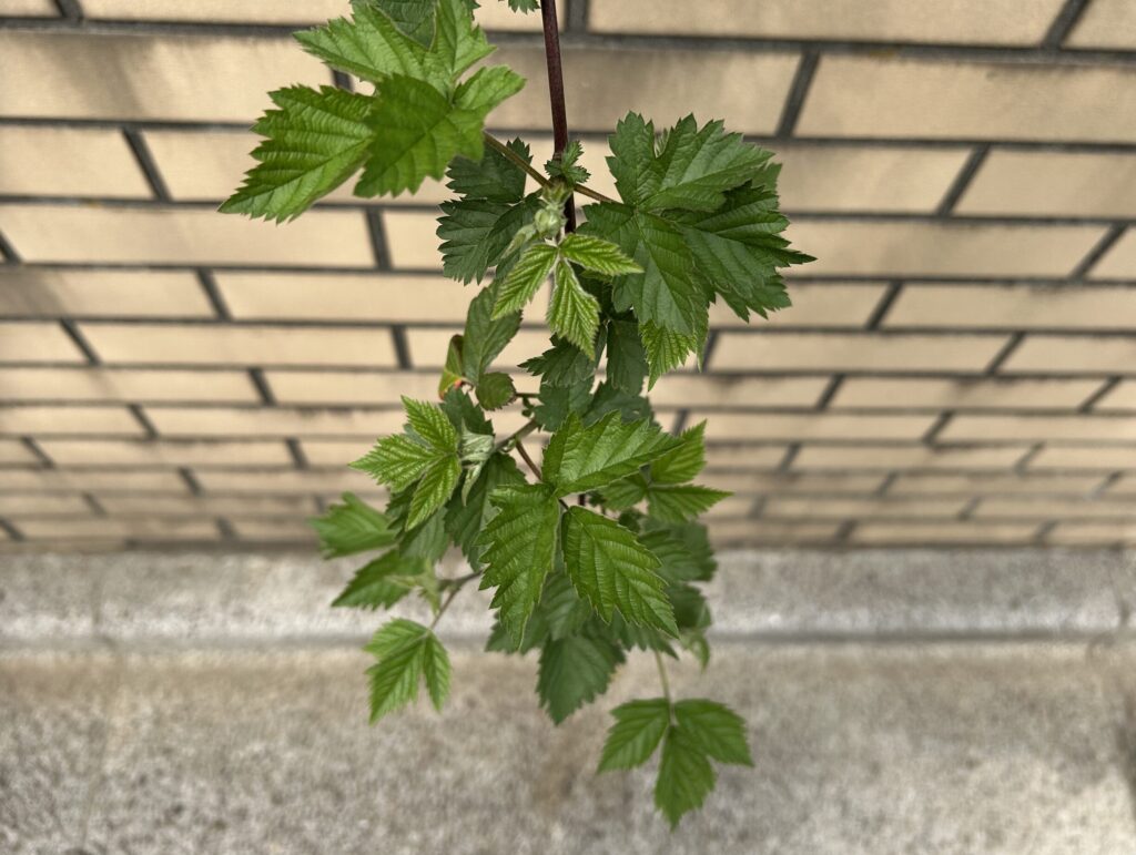 ブラックベリー 葉っぱ