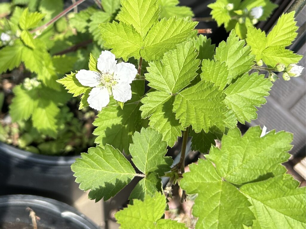 ブラックベリー 白いお花