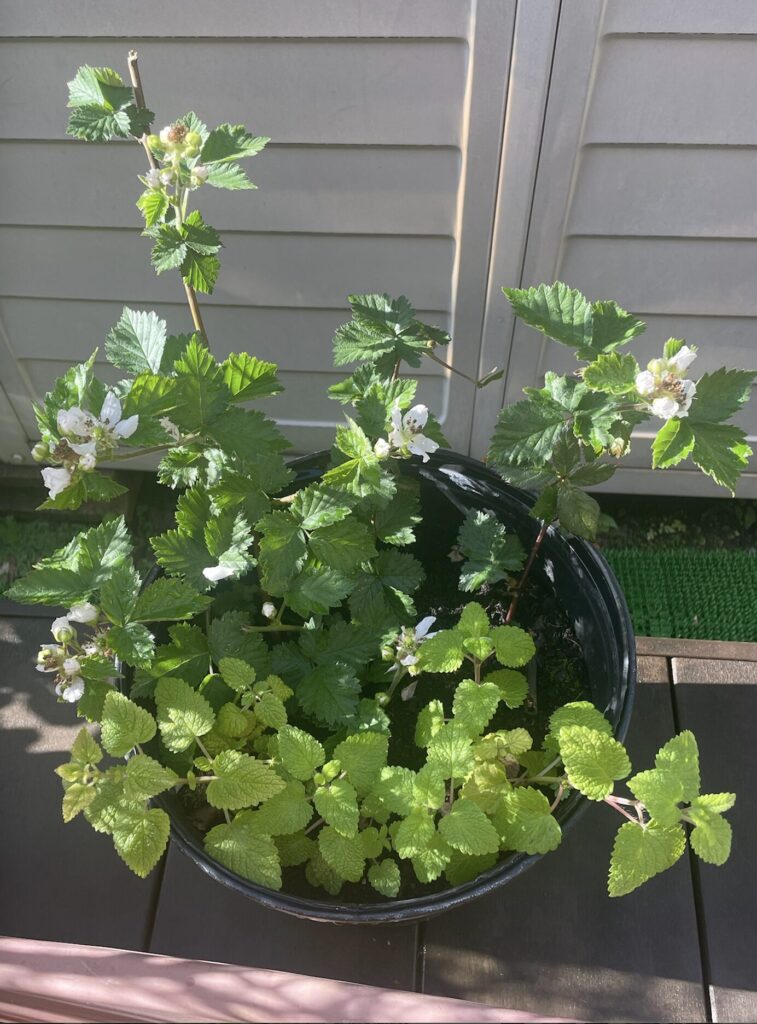 ブラックベリー 鉢植育成