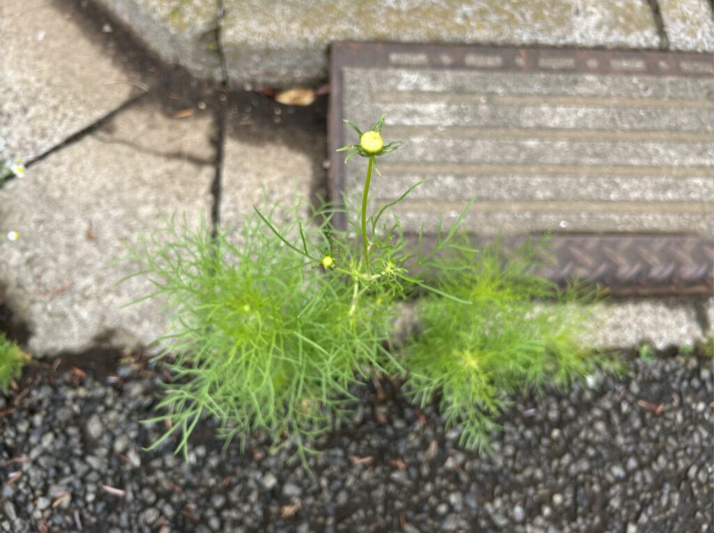 コスモスのつぼみ