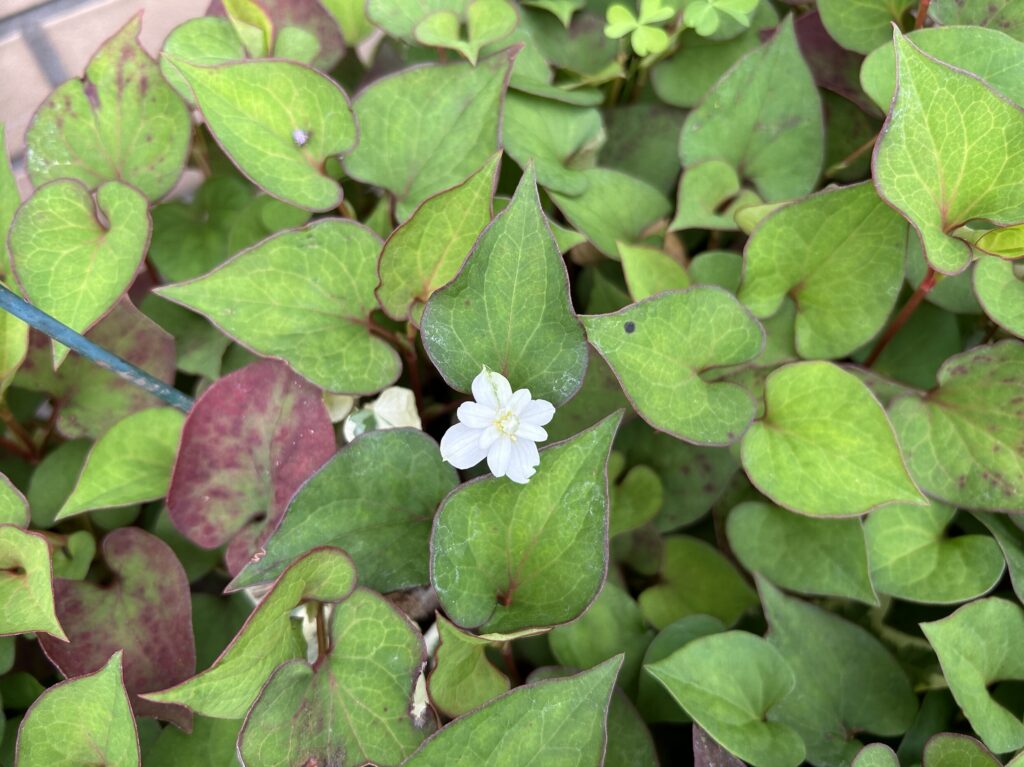 ドクダミの白いお花