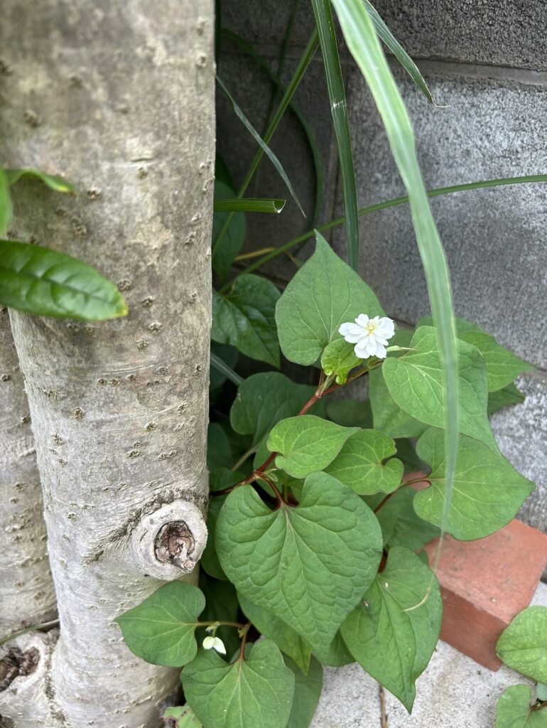 ドクダミの白いお花