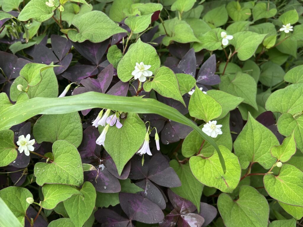 ドクダミの白いお花