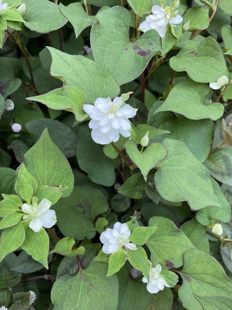 ドクダミ 白いお花が咲いている様子