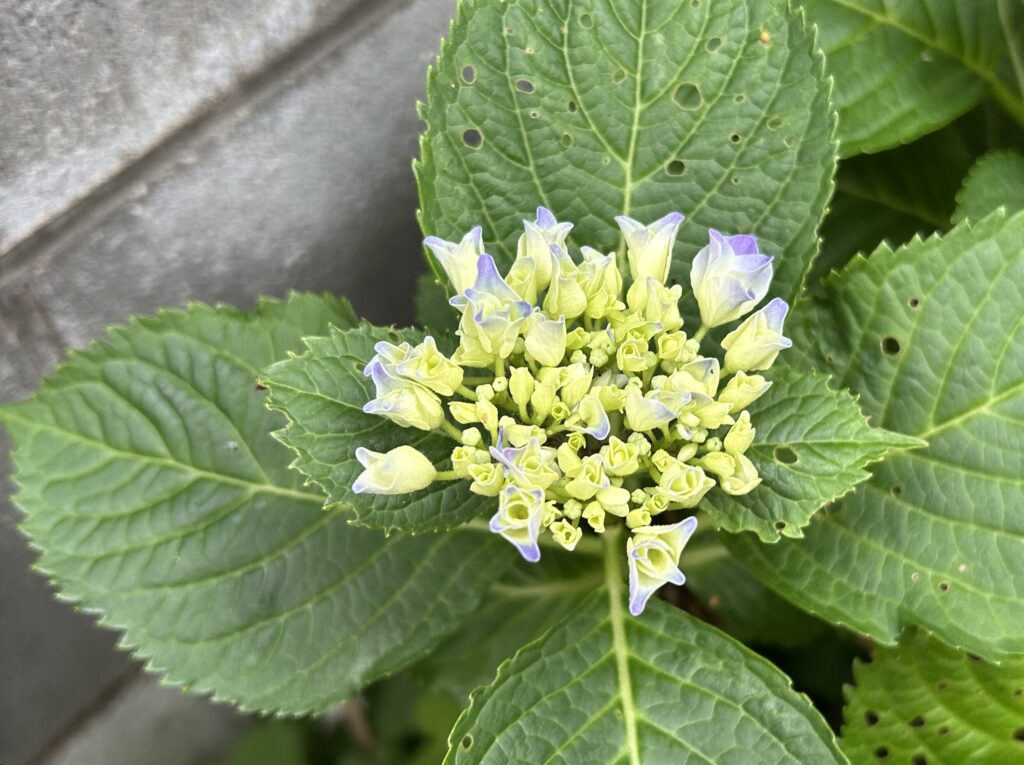 紫陽花のつぼみ