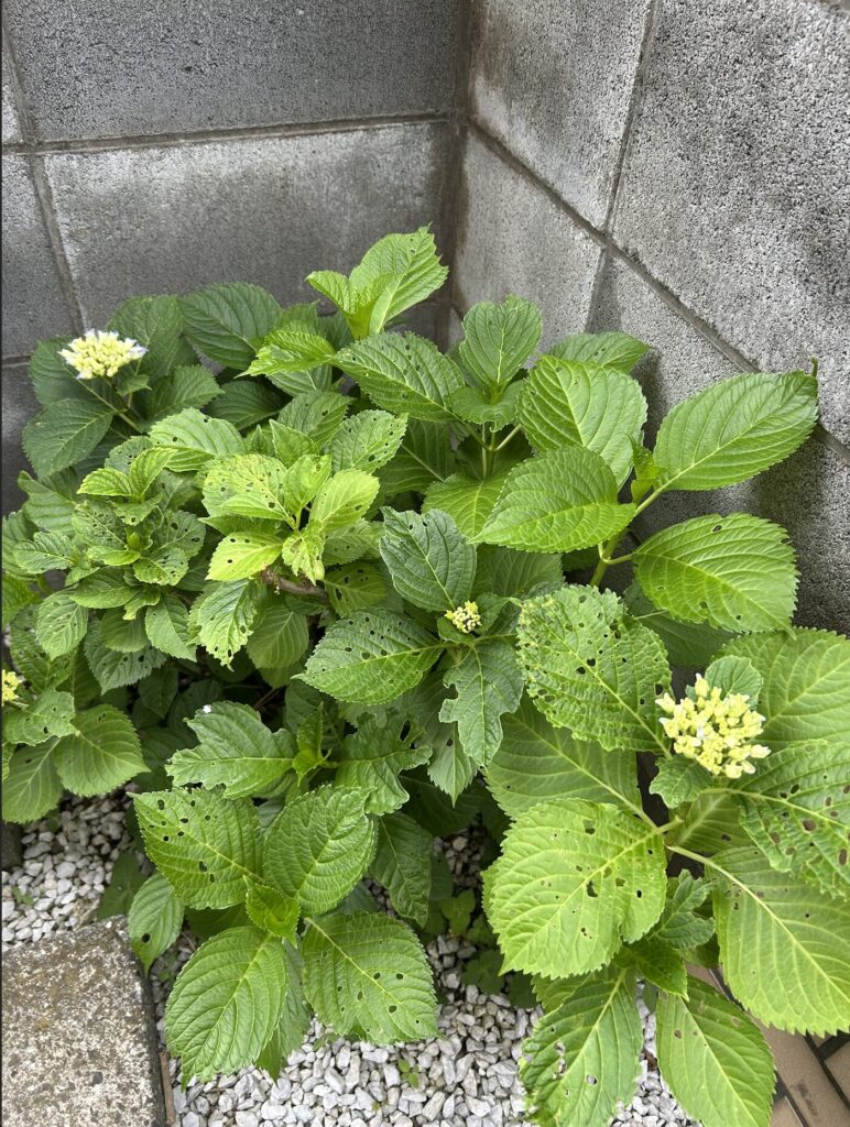 紫陽花のつぼみ