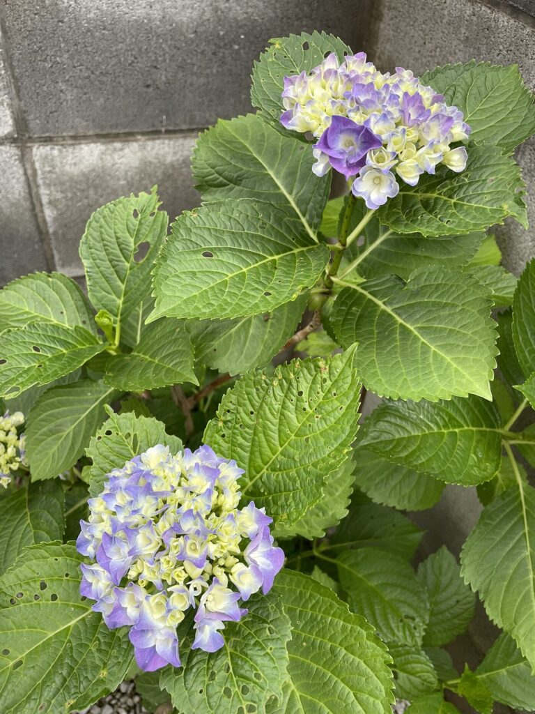 紫色の 紫陽花