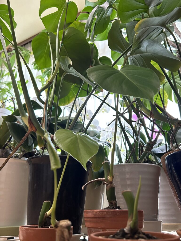 モンステラ復活に向けた記録・鉢植えから数日後、ツヤっとした元気な葉っぱが開きました。