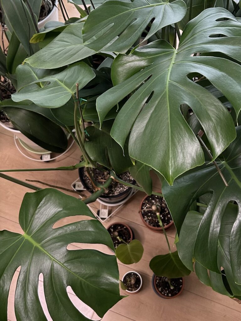 モンステラ復活に向けた記録・鉢植えから数日後、ツヤっとした元気な葉っぱが開きました。
