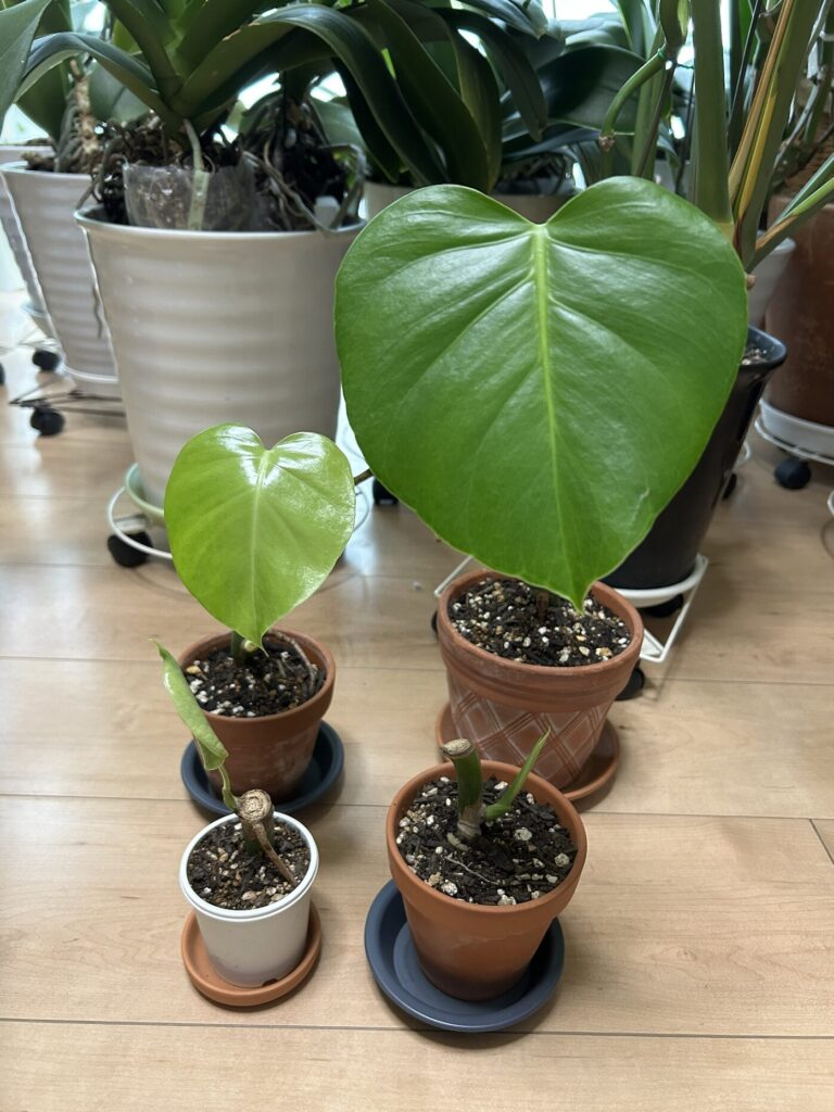 モンステラ復活に向けた記録・鉢植えから数日後、ツヤっとした元気な葉っぱが開きました。