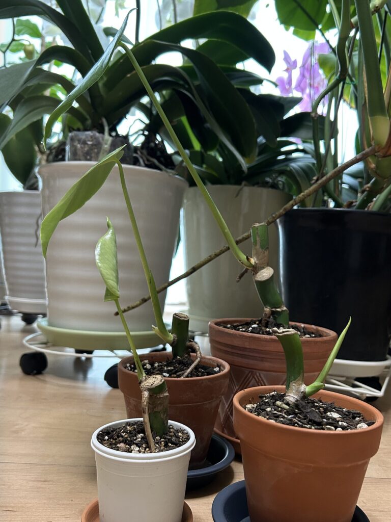 モンステラ復活に向けた記録・鉢植えから数日後、ツヤっとした元気な葉っぱが開きました。