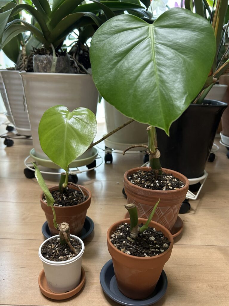 モンステラ復活に向けた記録・鉢植えから数日後、ツヤっとした元気な葉っぱが開きました。