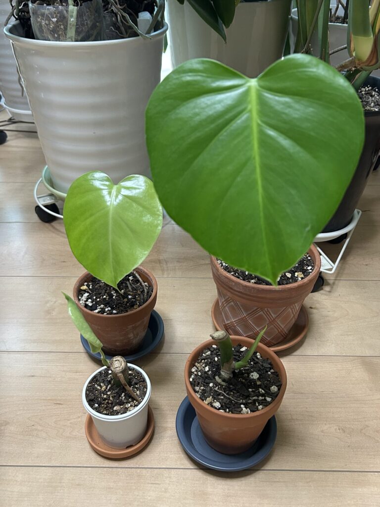 モンステラ復活に向けた記録・鉢植えから数日後、ツヤっとした元気な葉っぱが開きました。