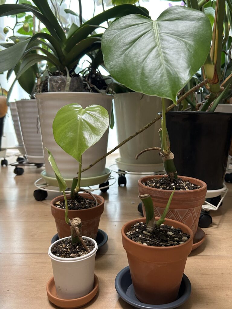 モンステラ復活に向けた記録・鉢植えから数日後、ツヤっとした元気な葉っぱが開きました。