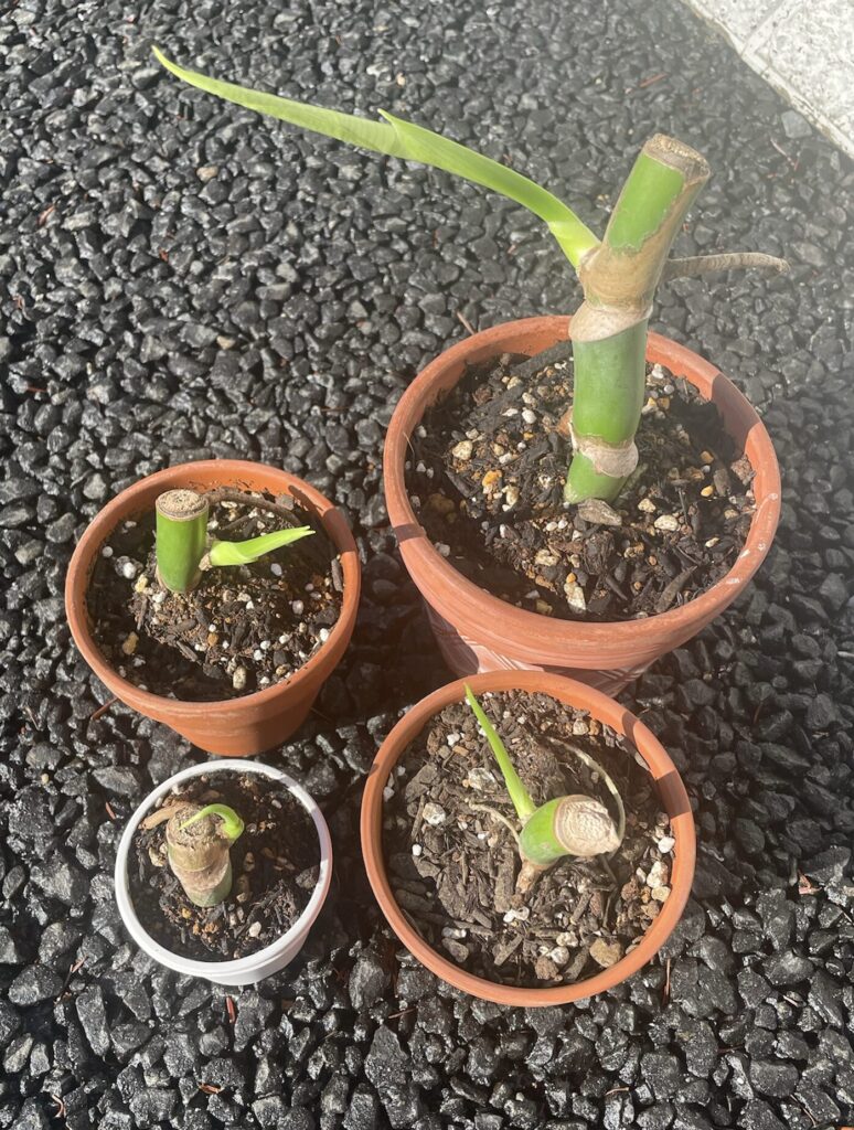 モンステラ育成-/植え替え