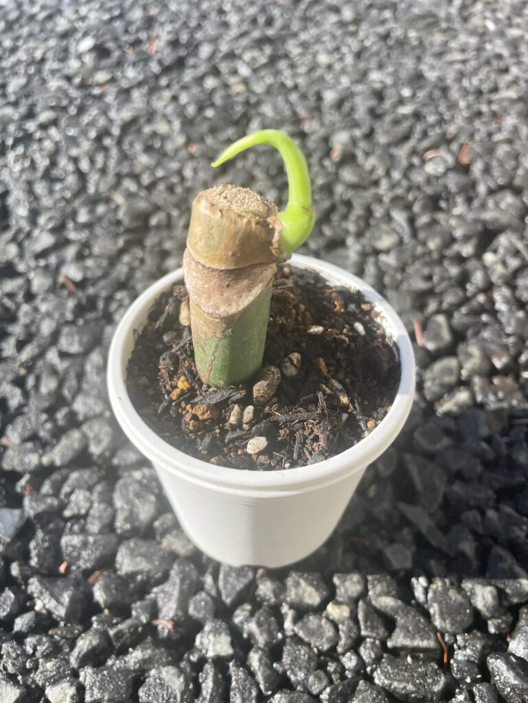 モンステラ育成-/植え替え