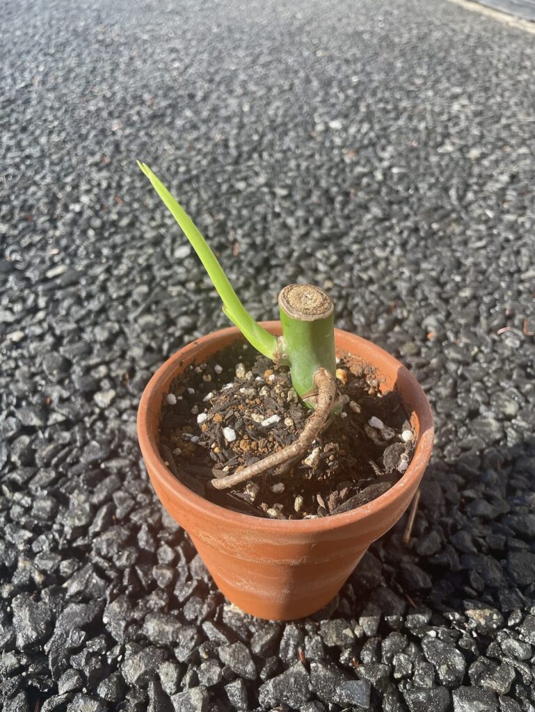 モンステラ育成-/植え替え
