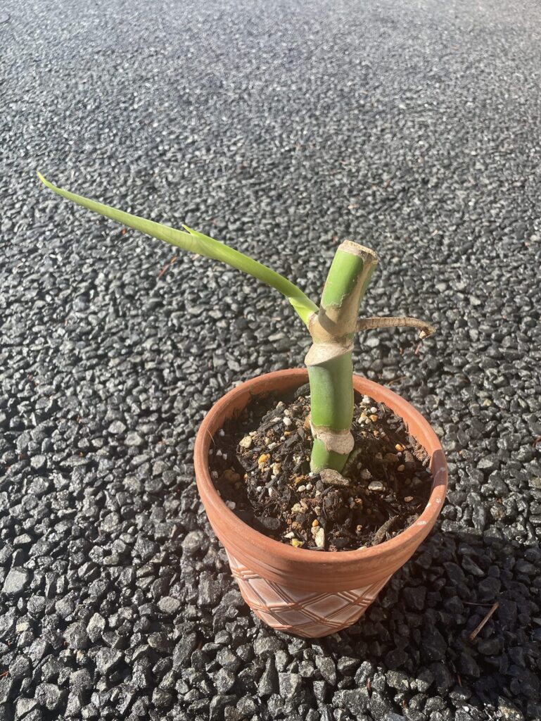 モンステラ育成-/植え替え