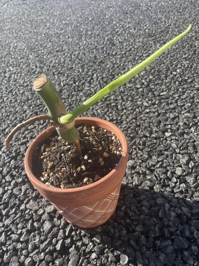 モンステラ育成-/植え替え