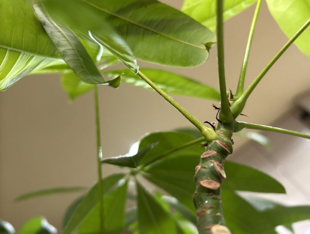 母の育てたパキラから新芽を発見