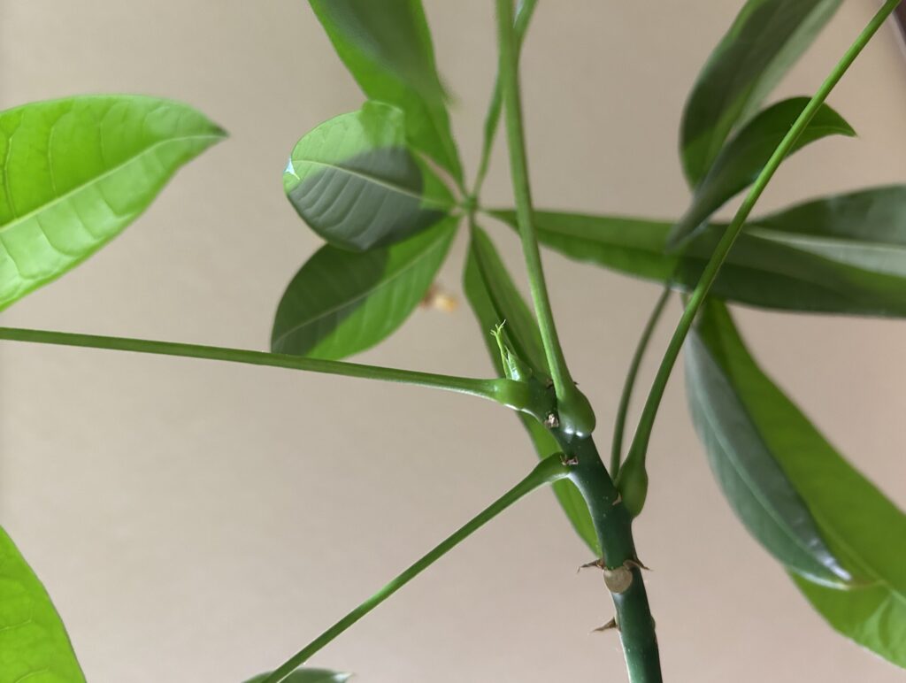 母の育てたパキラから新芽を発見