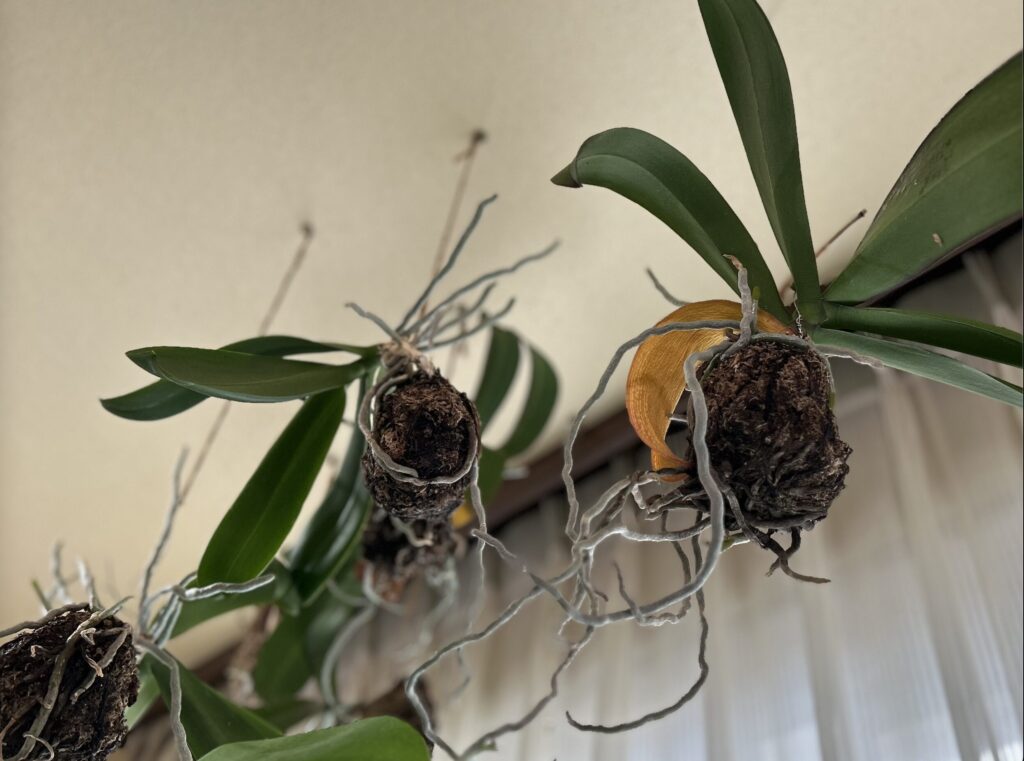 苔育成の胡蝶蘭の様子