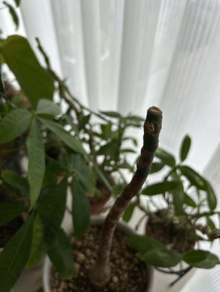 パキラの枝が折れてしまった様子