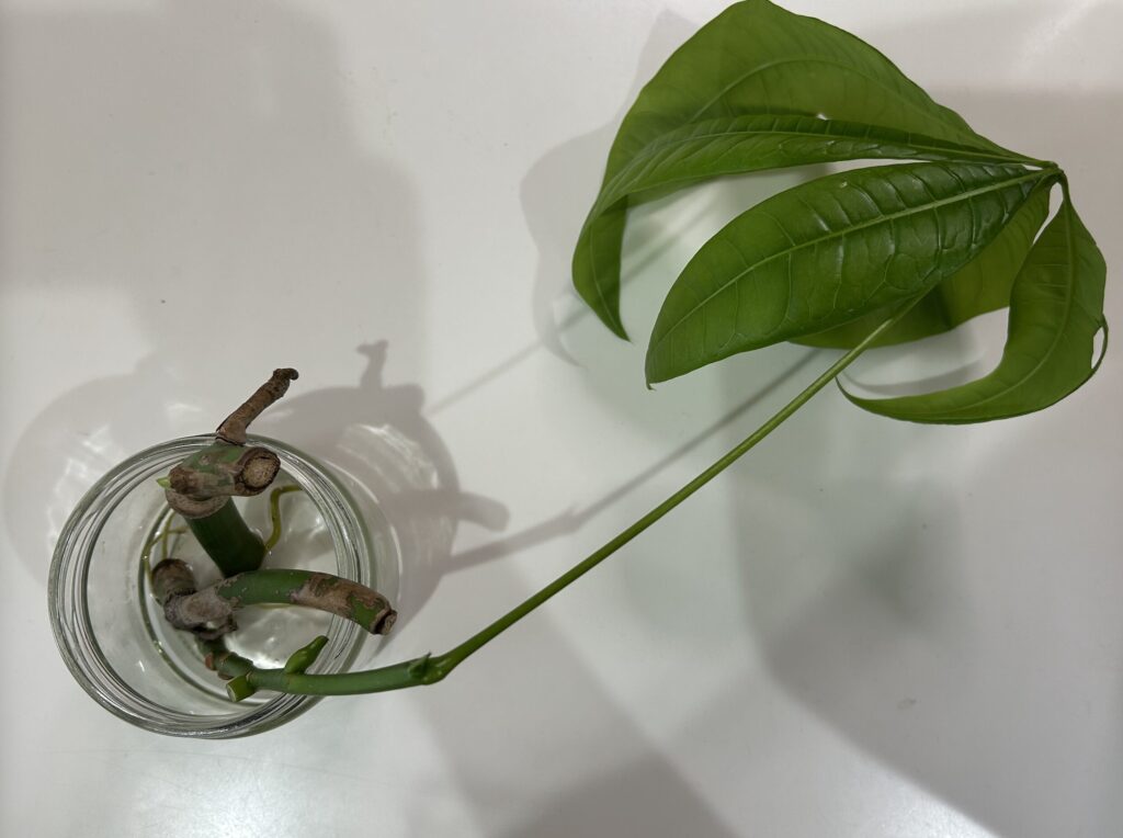 パキラの枝が折れてしまい、瓶で水差しをしている様子