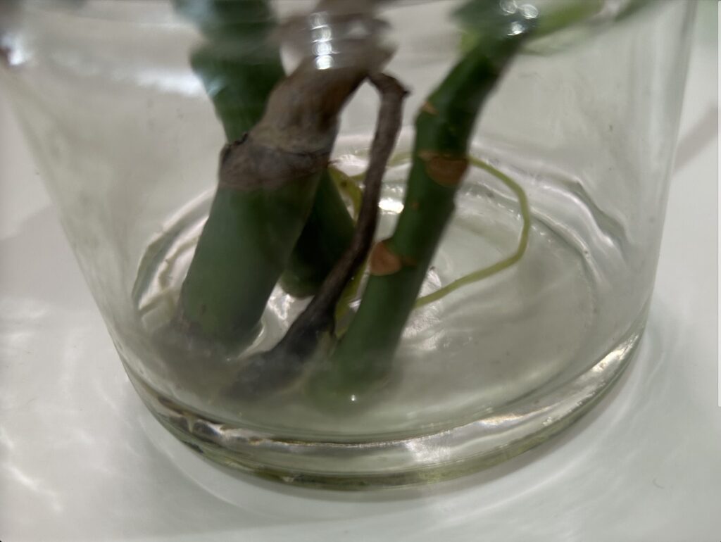 モンステラとパキラの水差しの様子