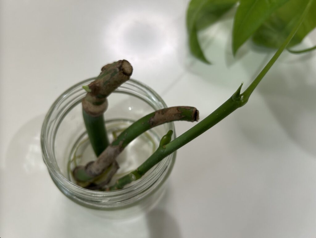 モンステラとパキラの水差しの様子