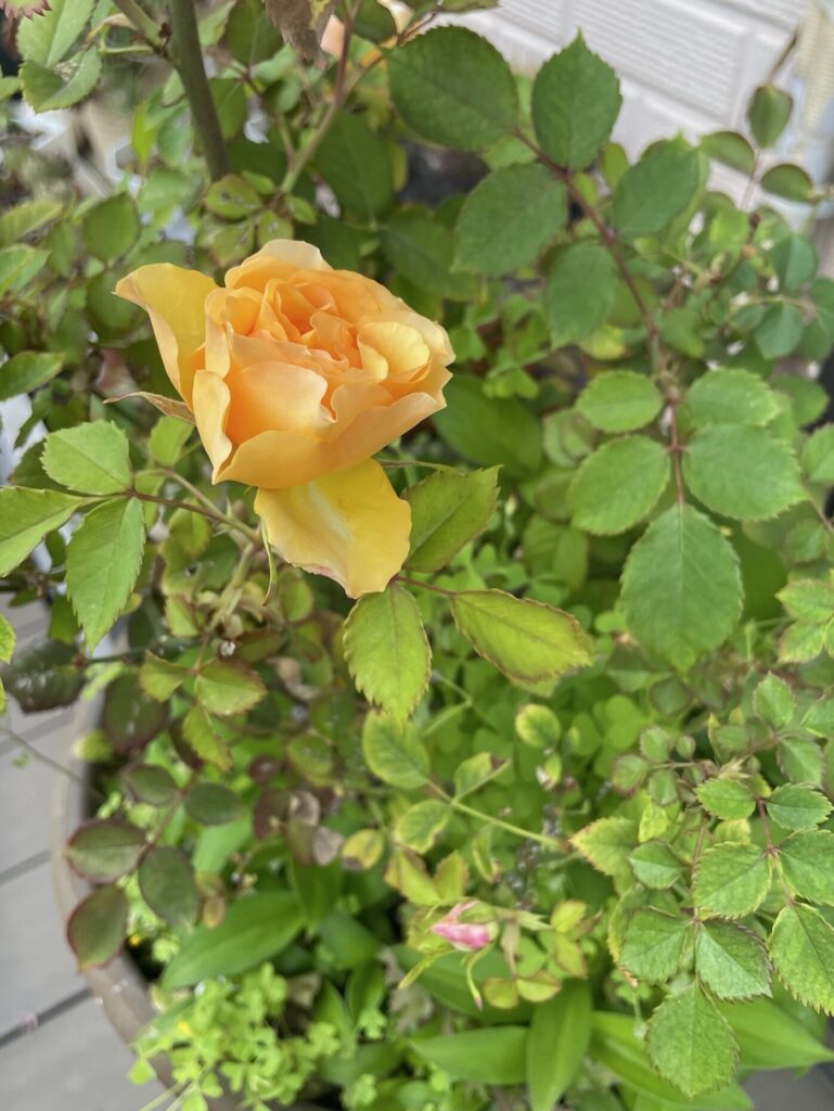 オレンジ色の 薔薇