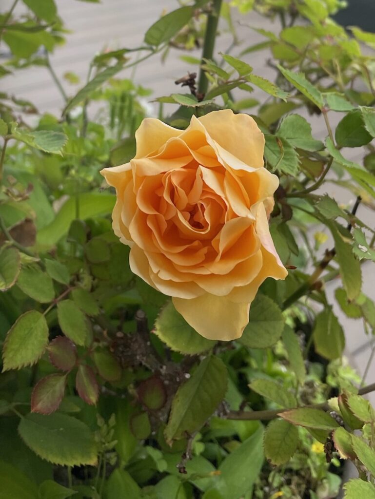 オレンジ色の 薔薇