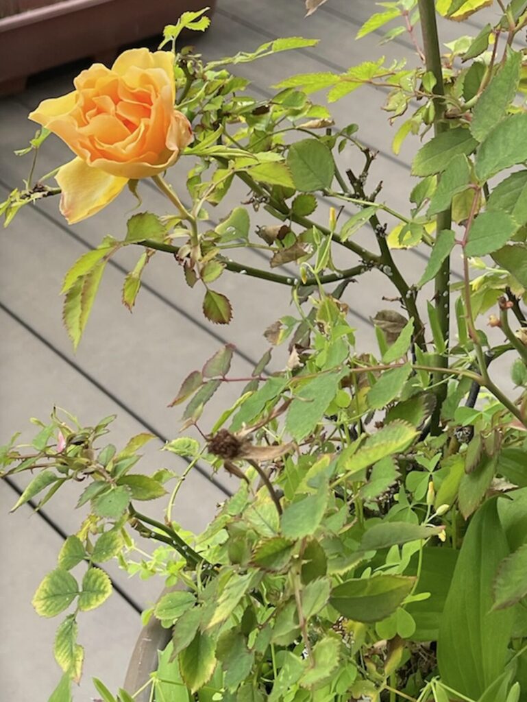 オレンジ色の薔薇