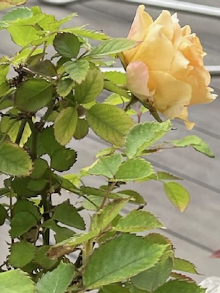 オレンジ色の薔薇