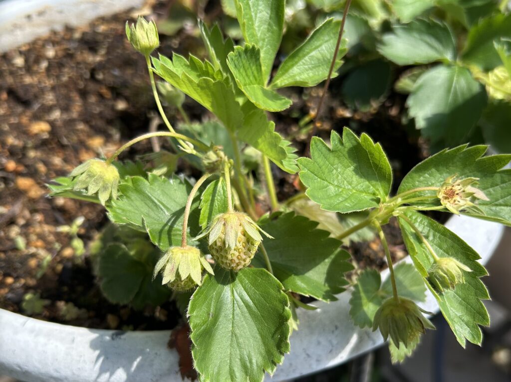 いちご の育成記録。花が咲き、小さないちごのが実る様子