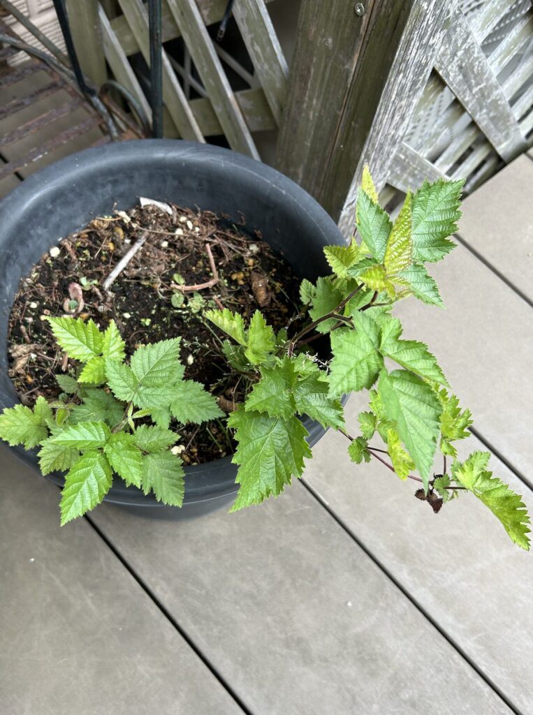 ブラックベリー鉢植育成