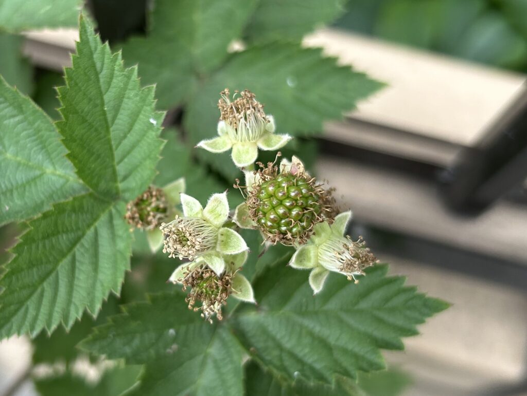 ブラックベリーの白いお花が終わって緑色の実ができた様子