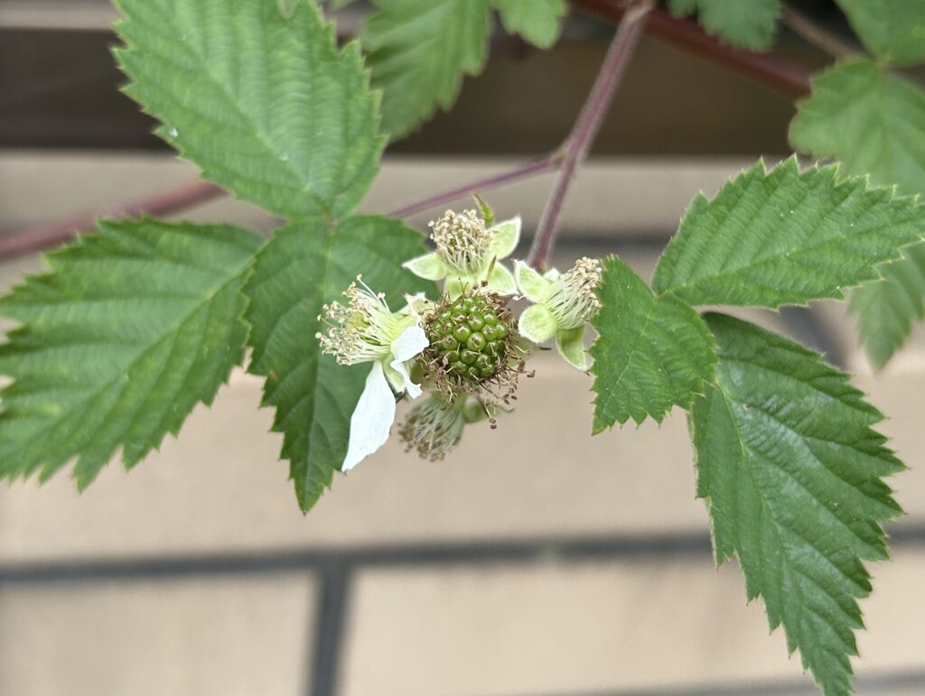 ブラックベリーの白いお花が終わって緑色の実ができた様子