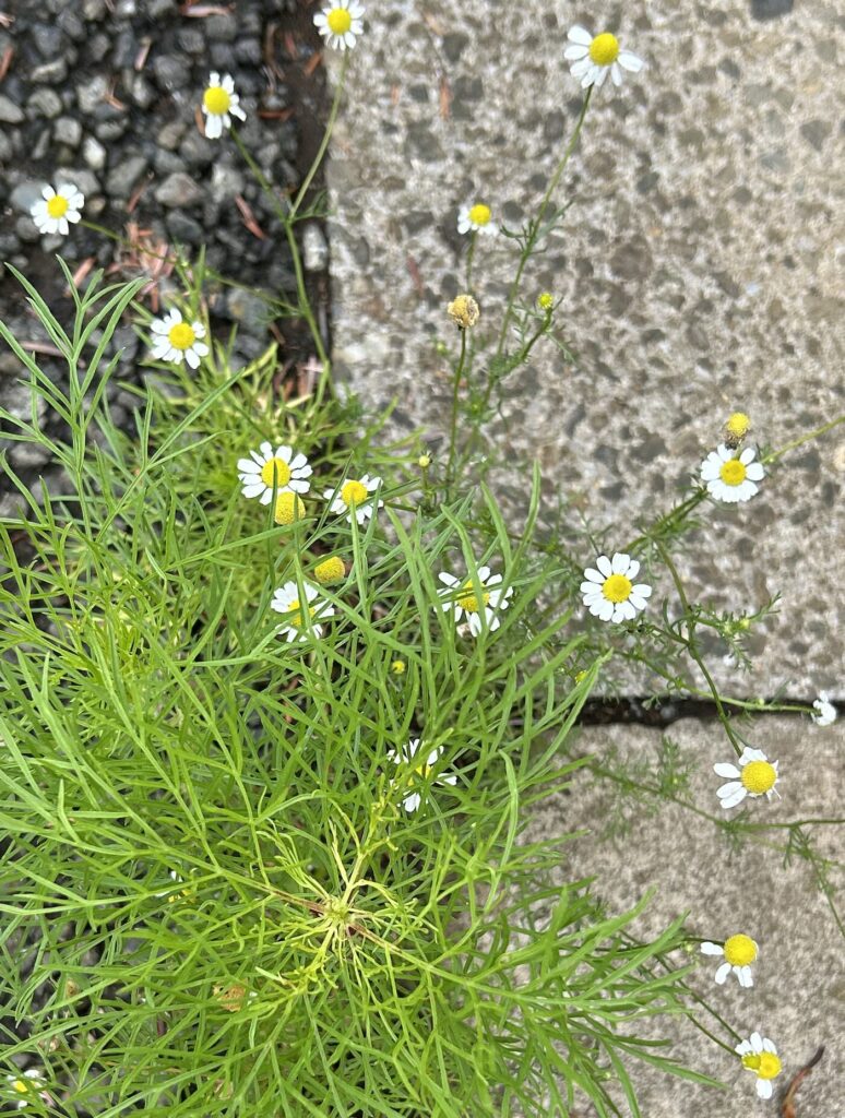 カモミールとコスモスの葉っぱ