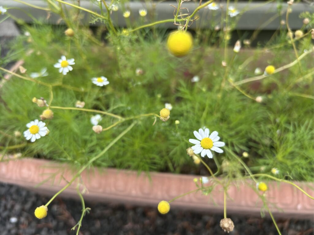 カモミールとコスモスの葉っぱ