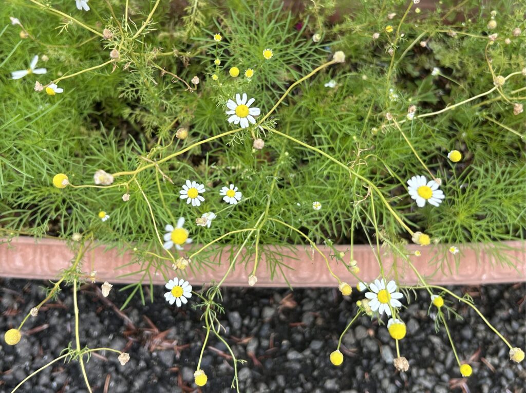 カモミールとコスモスの葉っぱ