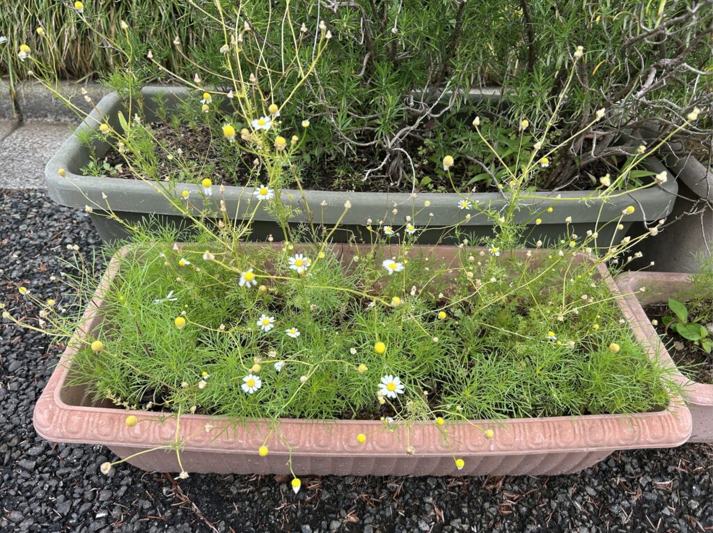 カモミールとコスモスの葉っぱ