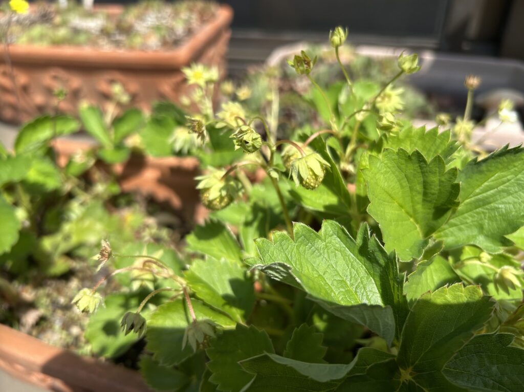 いちごの育成記録。花が咲き、小さないちごのが実る様子