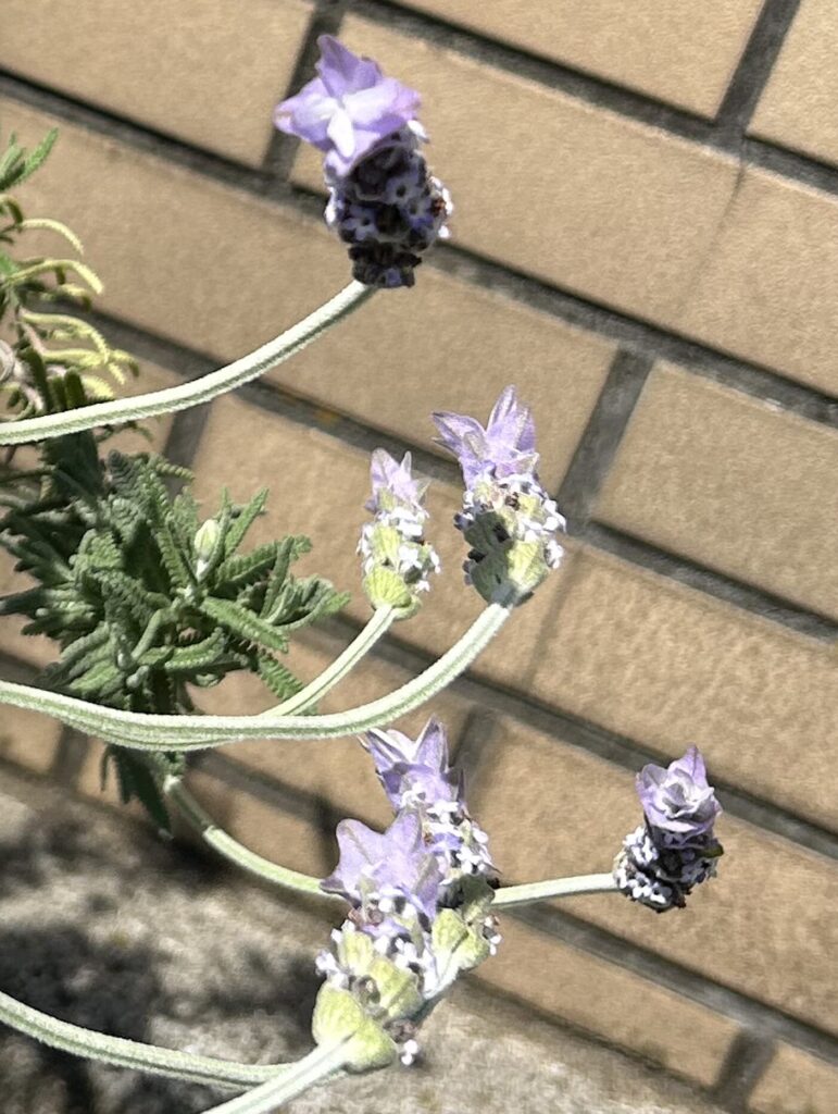 ラベンダー