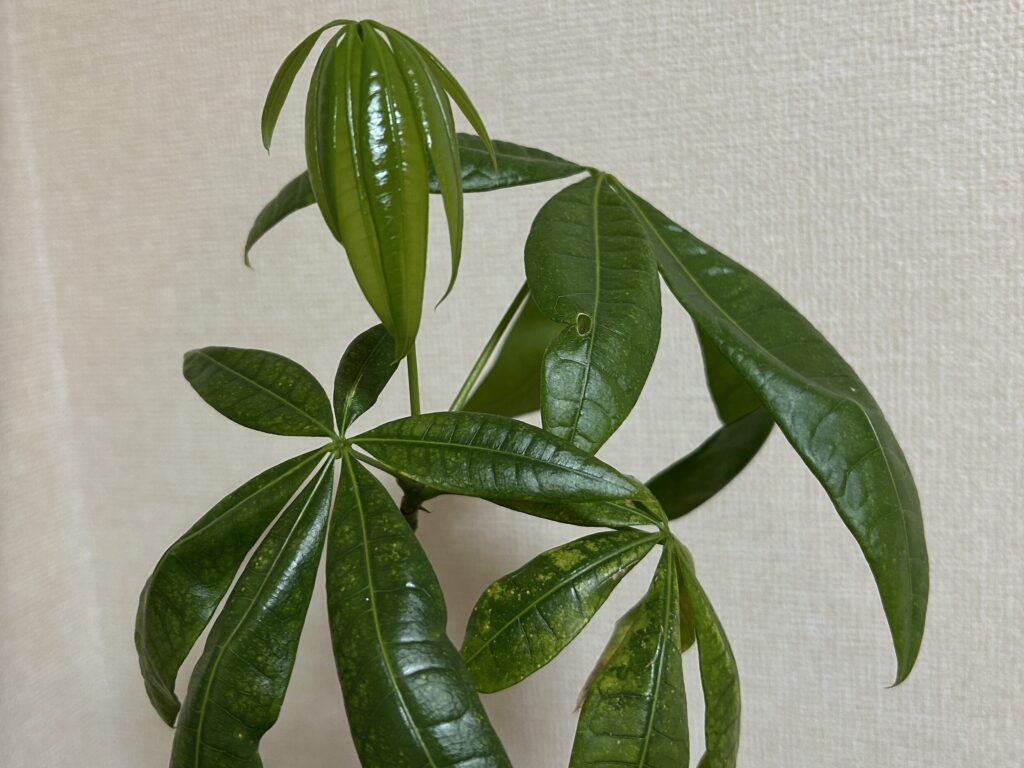 パキラ 新芽の成長記録