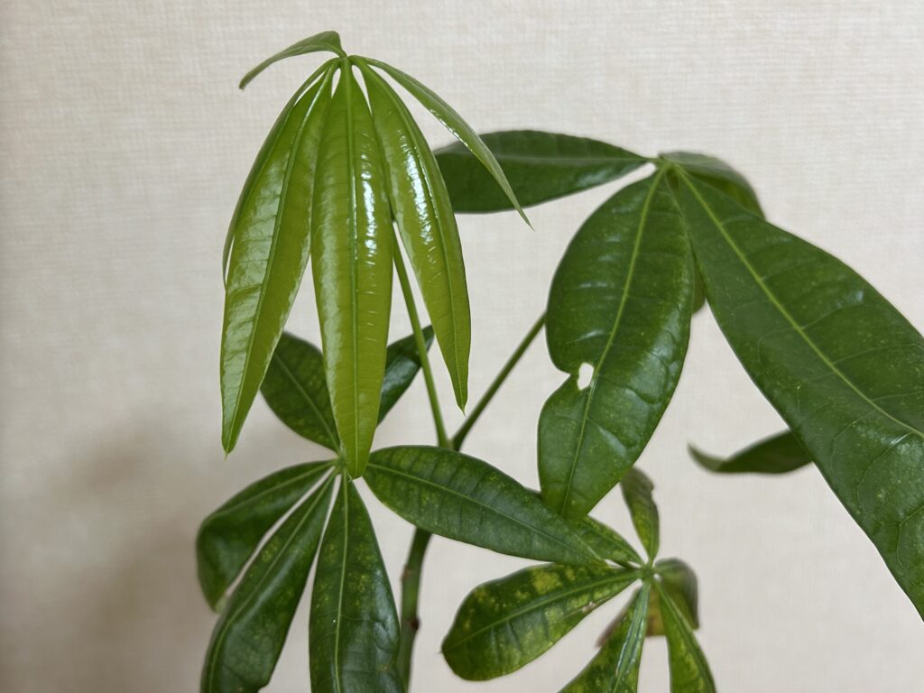 パキラ新芽の成長記録