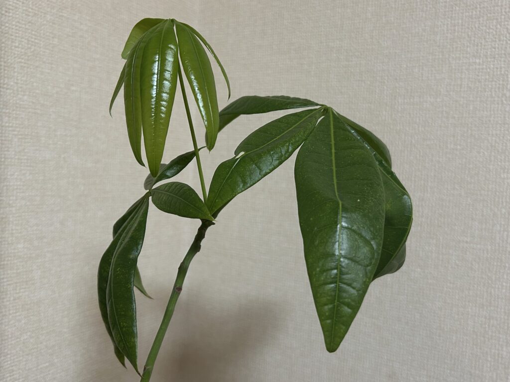 パキラ新芽の成長記録