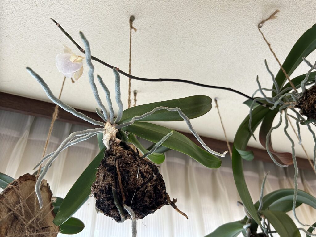胡蝶蘭苔育成 開花終了