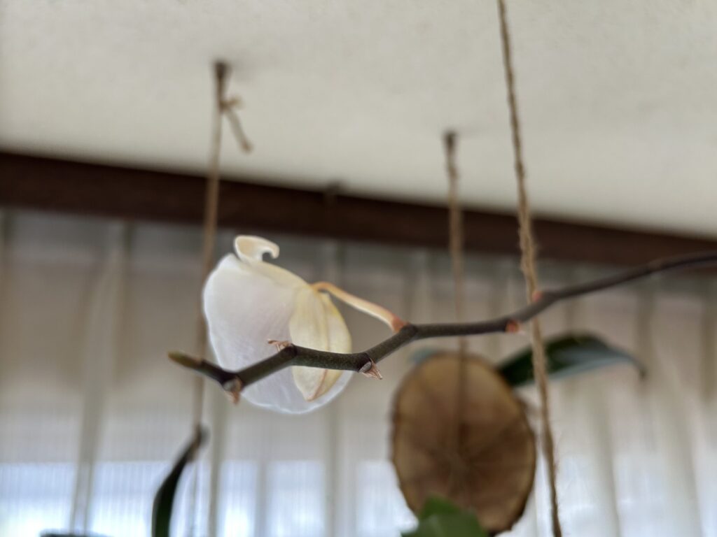 胡蝶蘭苔育成 開花終了