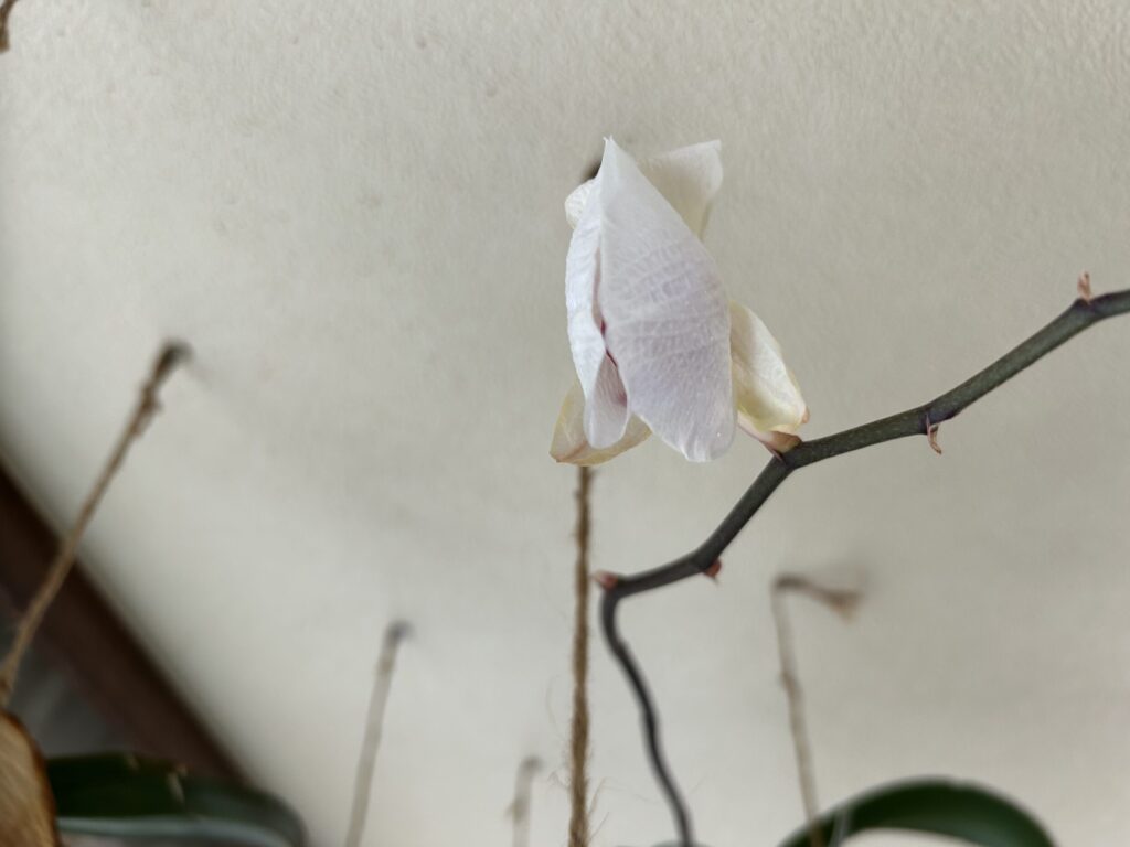 胡蝶蘭苔育成 開花終了